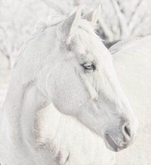 Serene white horse in a winter landscape by Ken Osborne