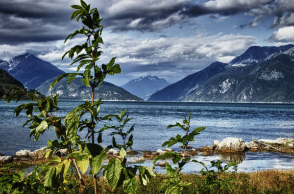 Lush green foliage overlooking a serene Alaskan lake and mountain range