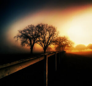 Soft sunrise and tree line shrouded in autumn mist in Ken Osborne's photograph