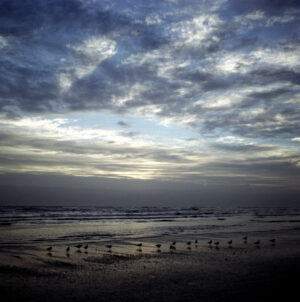 A flock of seabirds on Galveston beach at twilight with a textured sky