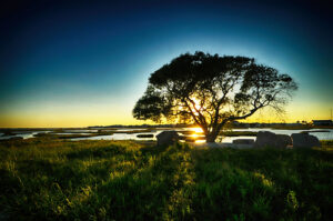 The sun setting behind a lone tree on the Galveston flats in a photograph by Ken Osborne