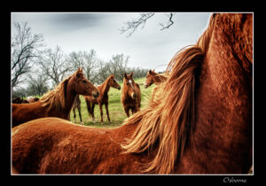 Color-enhanced photograph of horses in a field by Ken Osborne