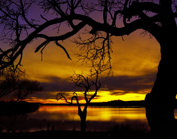 A striking silhouette of barren trees against the radiant sunset over Inks Lake