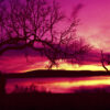 Purple sunset and tree silhouettes on Inks Lake by Ken Osborne