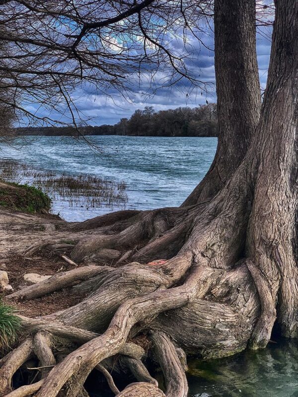 Twisted tree roots at Kerrville riverside