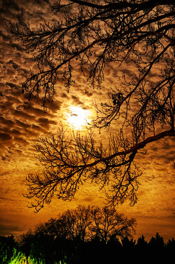 A golden moonrise seen through the silhouette of barren branches against a textured sky.