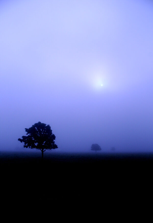 Silhouettes of two trees in a field shrouded in mist under a pale morning sky, by Ken Osborne