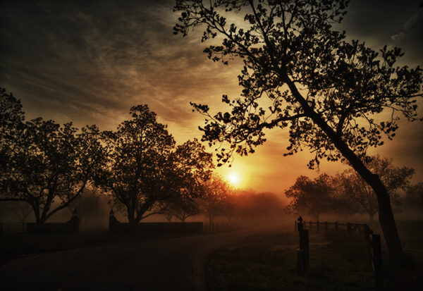 Early morning sun rising over a misty road in Simonton, silhouetting trees against a warm sky