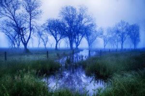 Ethereal foggy landscape with tree silhouettes by Ken Osborne