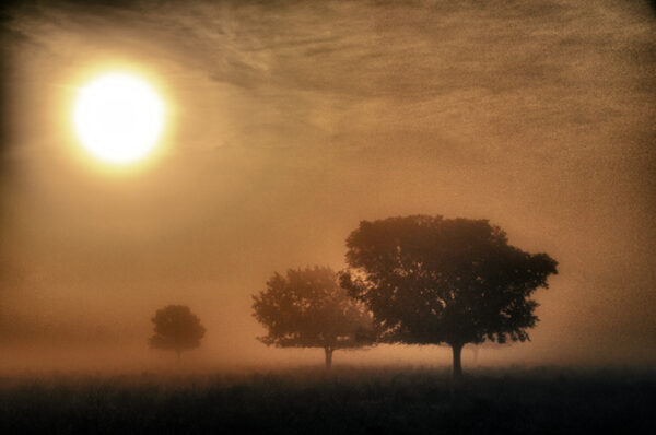 Serene misty dawn with tree silhouettes in a golden sunrise by Ken Osborne