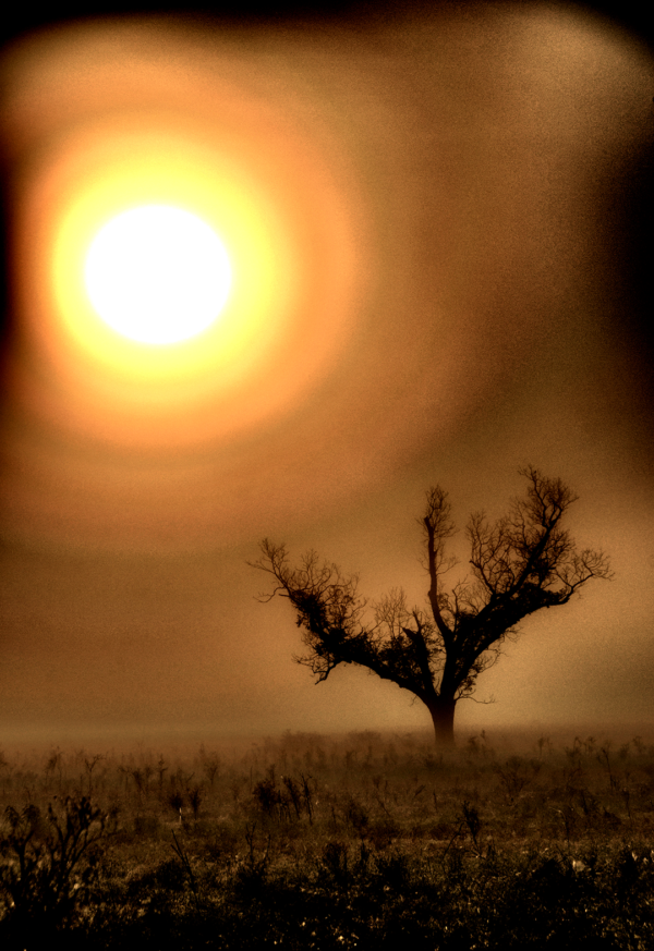 A lone tree stands against a glowing, foggy sunrise in 'Eternal Glow' by Ken Osborne.