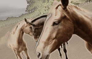 Close-up of horses interacting in a field, photographed by Ken Osborne