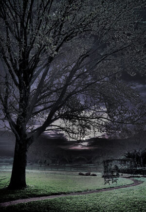 Monochrome image of a tree with intricate branches over a park at twilight, by Ken Osborne