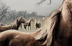 A herd of horses in a meadow captured by Ken Osborne