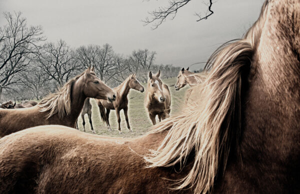 A herd of horses in a meadow captured by Ken Osborne