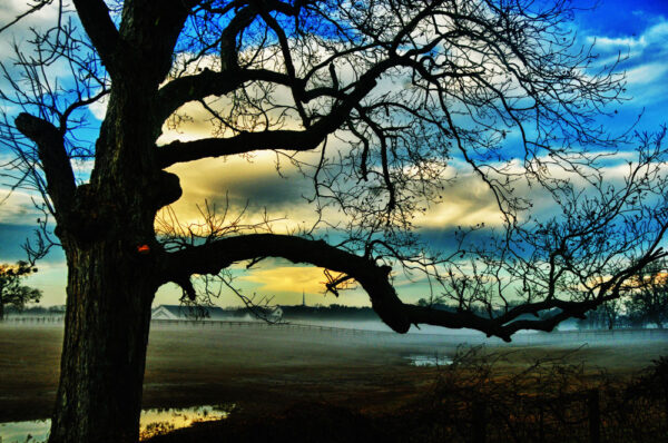 A tree's silhouette against a sunrise over misty fields captured by Ken Osborne.